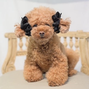 ベルベット素材の黒いおめかしシュシュを耳につけたトイプードル しじみ｜KALINA ペットファッション