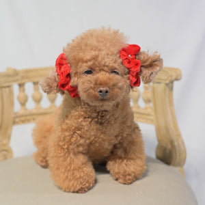 フェイクファー素材の赤い無地おめかしシュシュを耳につけた小型犬　しじみ｜KALINA 犬用アクセサリー