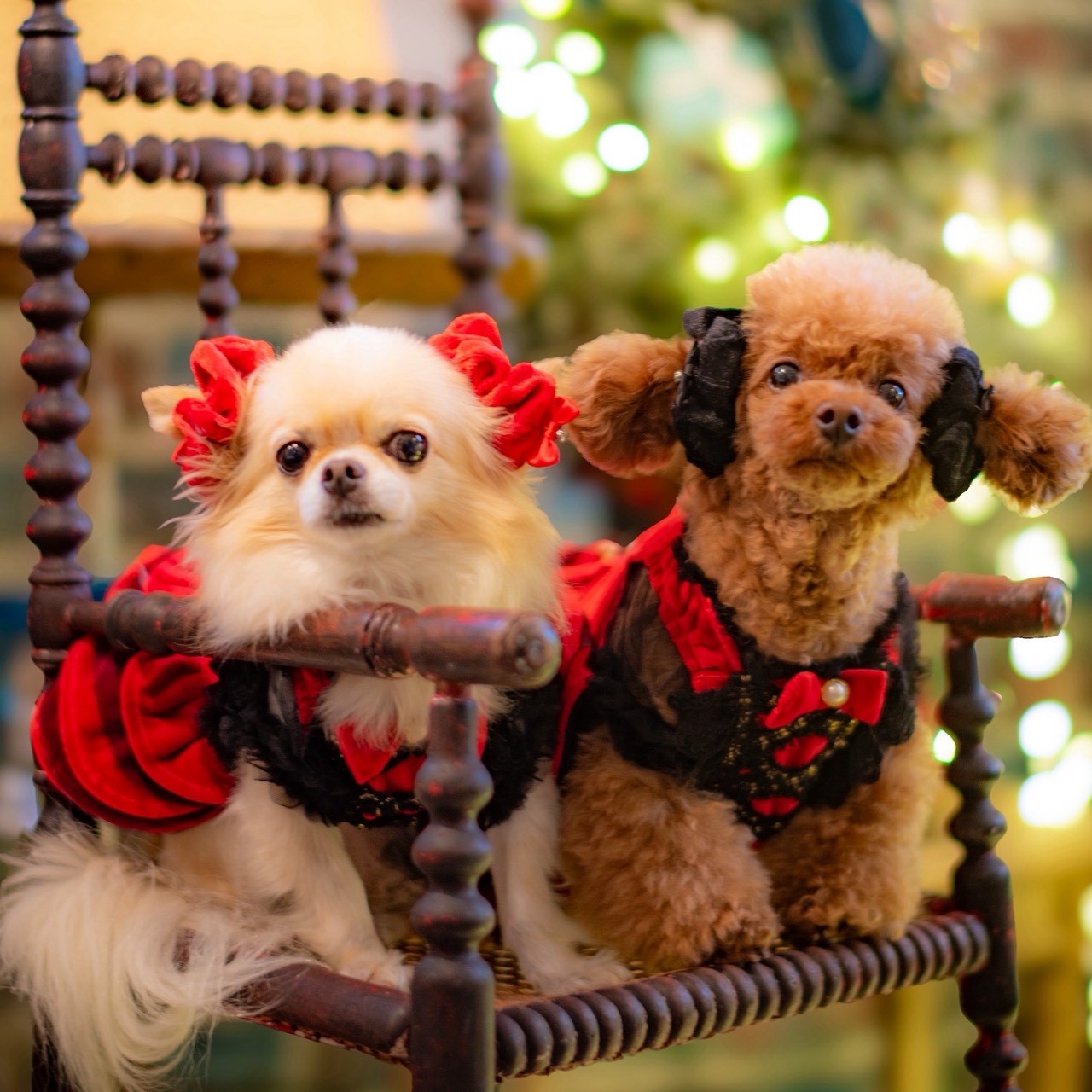 ベルベット素材の赤いおめかしシュシュを耳につけた小型犬｜KALINA 犬用アクセサリー