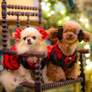 ベルベット素材の赤いおめかしシュシュを耳につけた小型犬｜KALINA 犬用アクセサリー