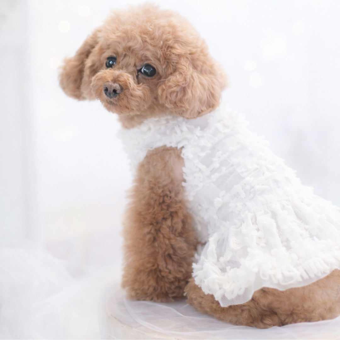 シアー千鳥ワンピース | 小型犬 犬服 ドッグウェア KALINA - ワンコ服