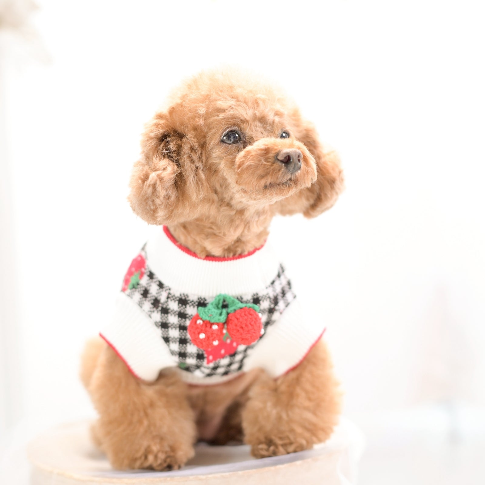 黒チェック柄いちご刺繍ニット フリルなし 正面  小型犬着用イメージ