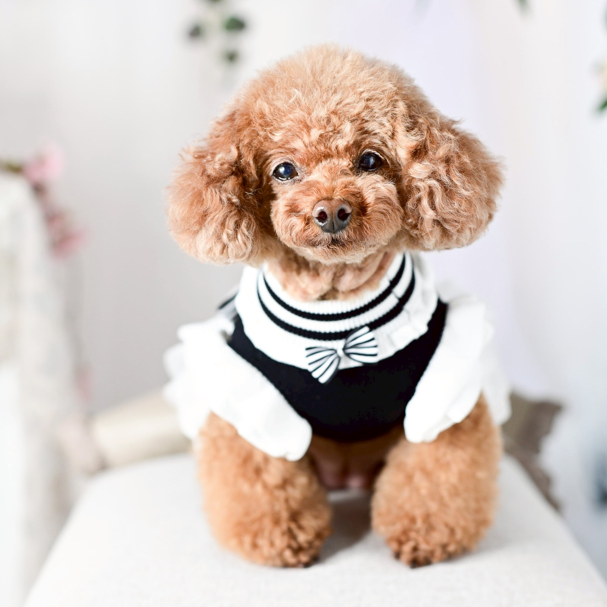 ニットコットンレースワンピース | 小型犬 犬服 ドッグウェア KALINA