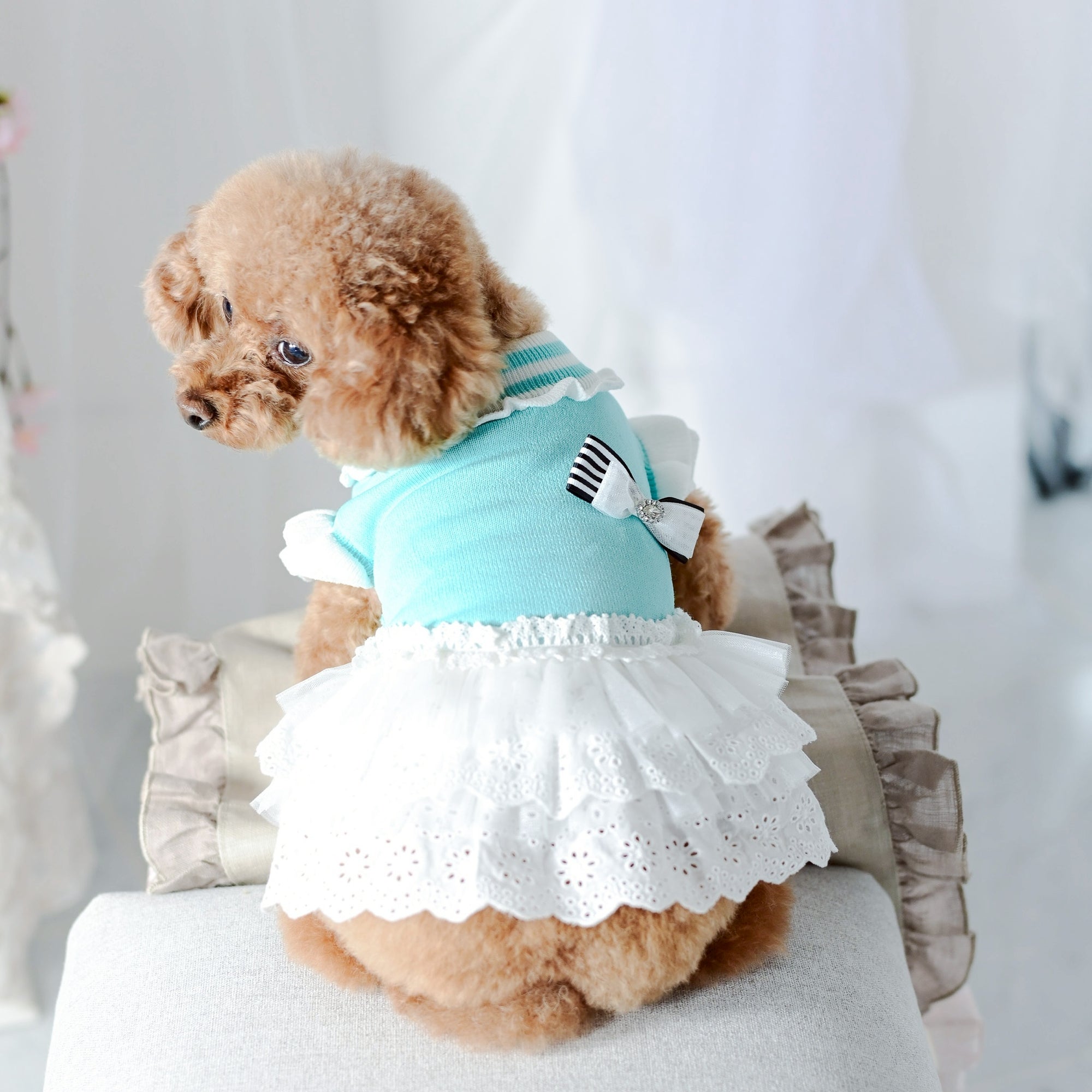 ☆犬服☆レースニットふんわりワンピースP. Sサイズ ニットコットンレースワンピース | 小型犬 犬服 ドッグウェア KALINA