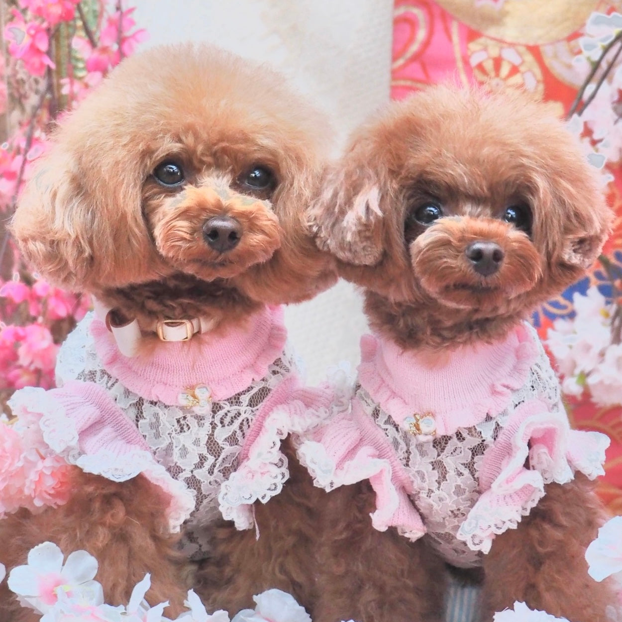 【定番】ニットNEWレースドッキングワンピース | 犬服 小型犬 ドッグウェア 定番 KALINA