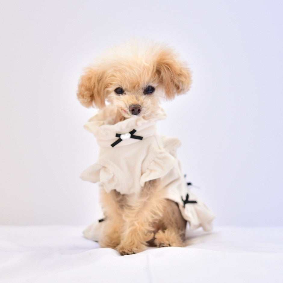 トイプードルがアイボリーのコーデュロイワンピースを着て後ろを向いている