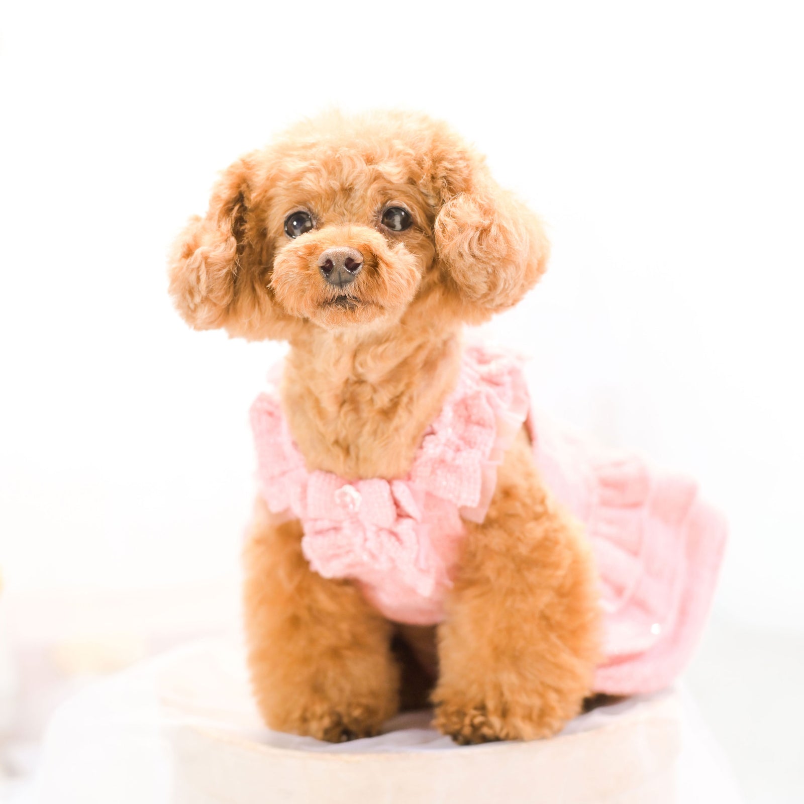 KALINA スプリングツイードワンピース イエロー サイド 小型犬 ドッグウェア kate着用