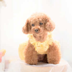 KALINA スプリングツイードワンピース イエロー 正面 小型犬 ドッグウェア kate着用