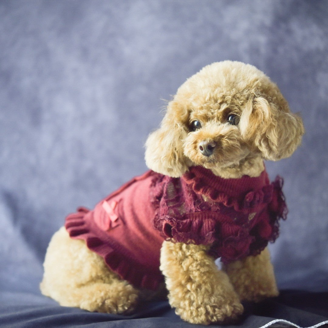 トイプードルがカシミヤ混レースドッキングワンピース（ボルドー）を着用したイメージ