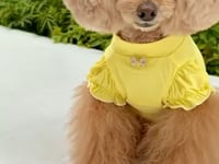 パフスリーブぷちハイネックTシャツ