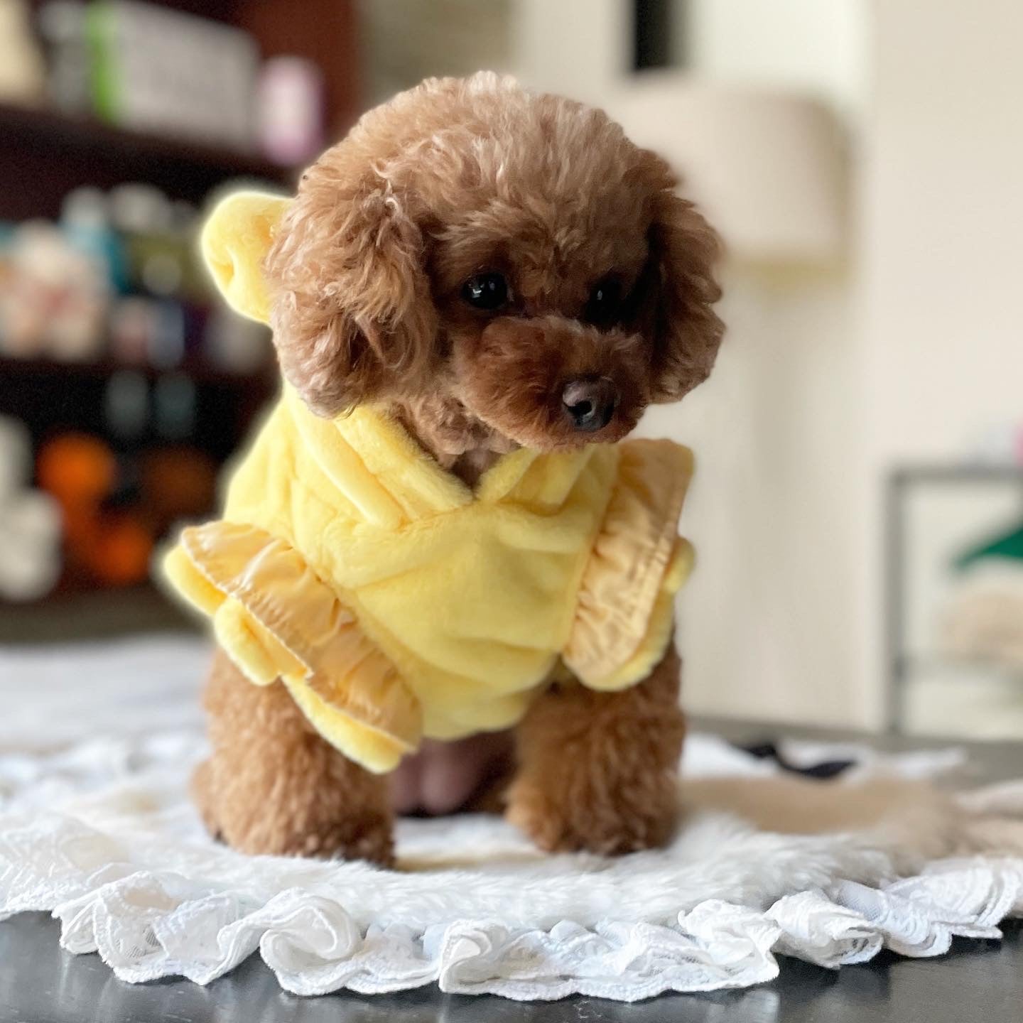 みみさま【DENIM ROSE】小型犬用プードルワッペンパーカー＋お揃いパーカー DENIM ROSE】完売品✿小型犬用プードルワッペンパーカー