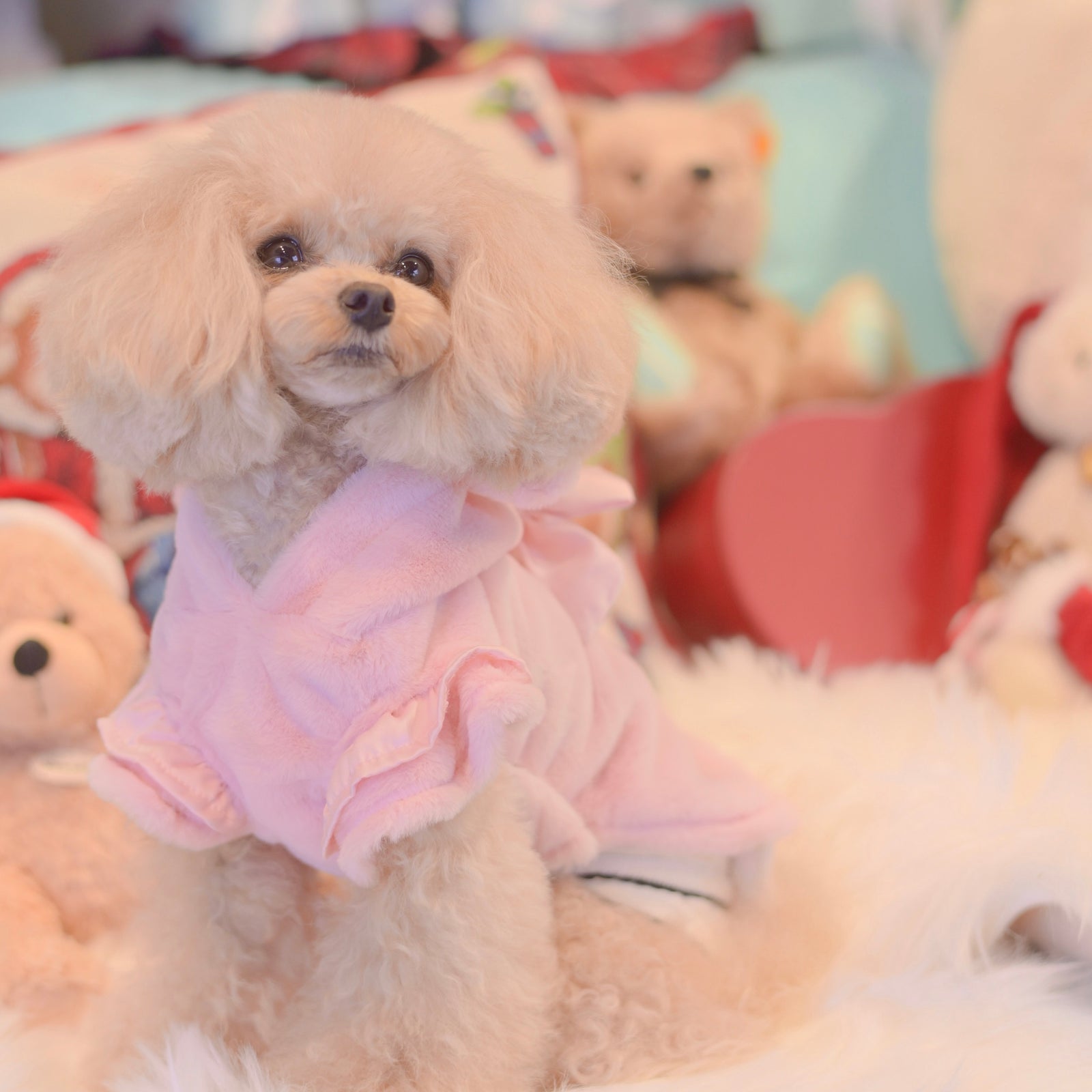 ふわもこくまさんパーカー | 犬服小型犬 ドッグウェア 秋冬 KALINA