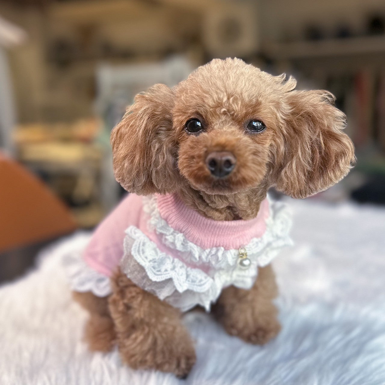 ニットパールKALINAワンピース| 犬服 小型犬 ドッグウェア 秋冬 KALINA