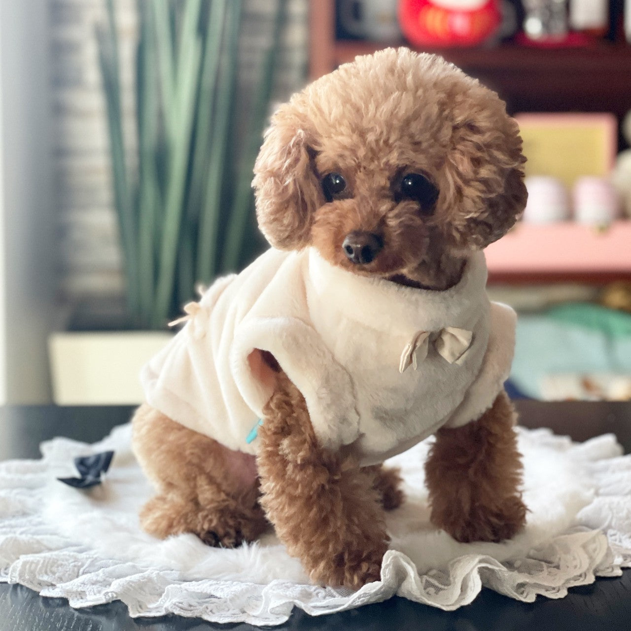 ふわもこ後ろ開きカーデ | 犬服小型犬 ドッグウェア 秋冬 KALINA