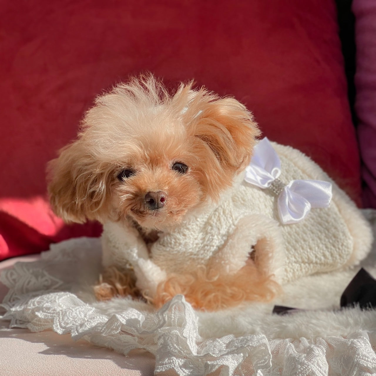 ニットツイード風フード付きケープ | 犬服 小型犬 ドッグウェア 秋冬 KALINA