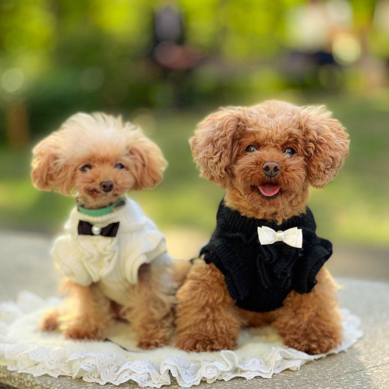 カシミヤ混パールボタンワンピース | 犬服 小型犬 ドッグウェア 秋冬 KALINA